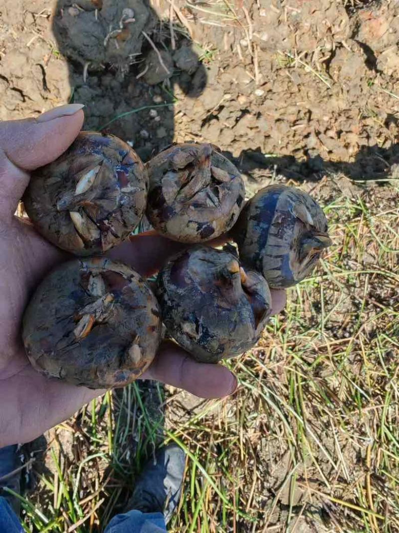 广西贺州马蹄，个大饱满，规格齐全，货源充足