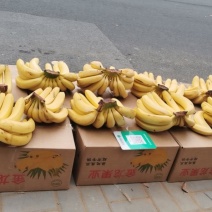 烟台市芝罘区香蕉