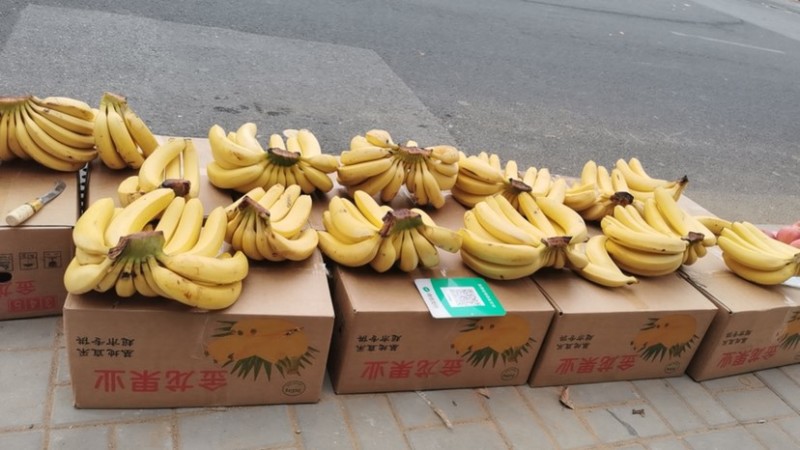 烟台市芝罘区香蕉