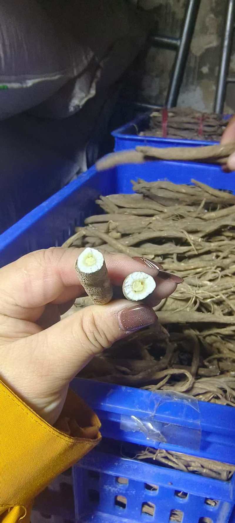 电商代发高山甜当归干货现发日发20000单
