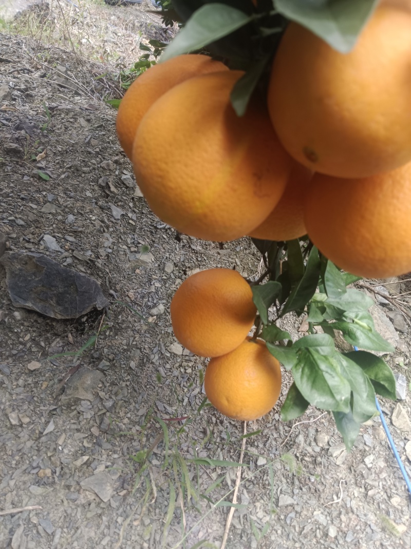 我们只做批发价