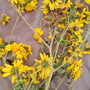 野菊花