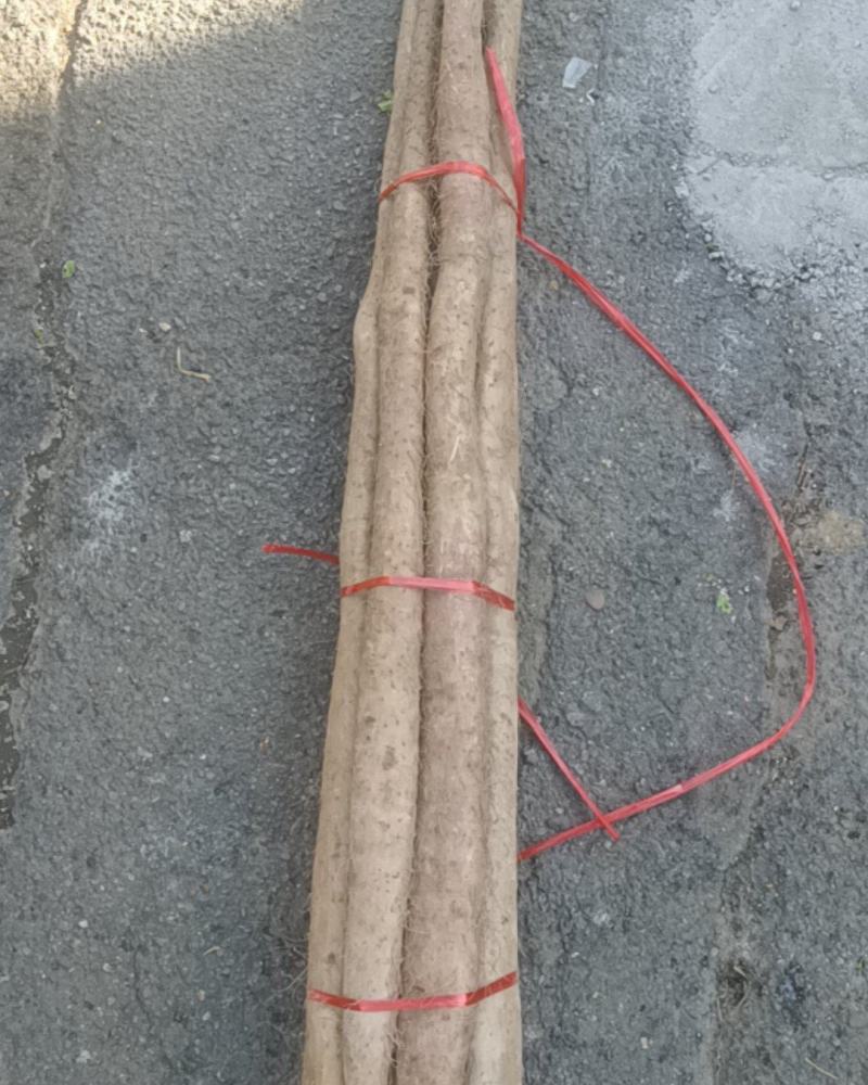 小白嘴紫药佛手山药