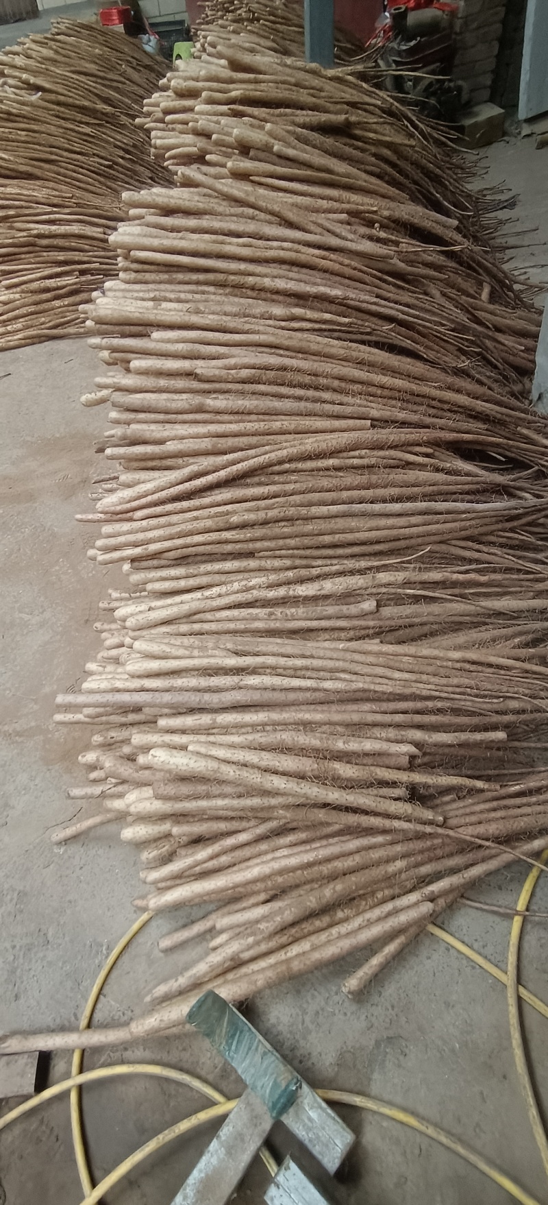小白嘴紫药佛手山药
