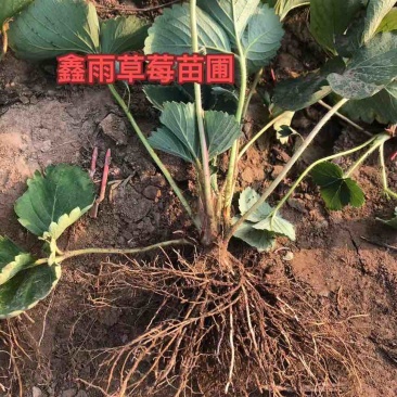电商苗红玉苗甜查理