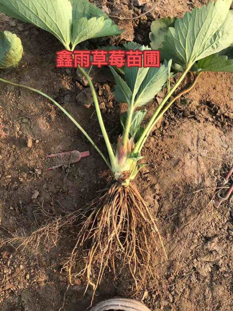 电商苗红玉苗甜查理