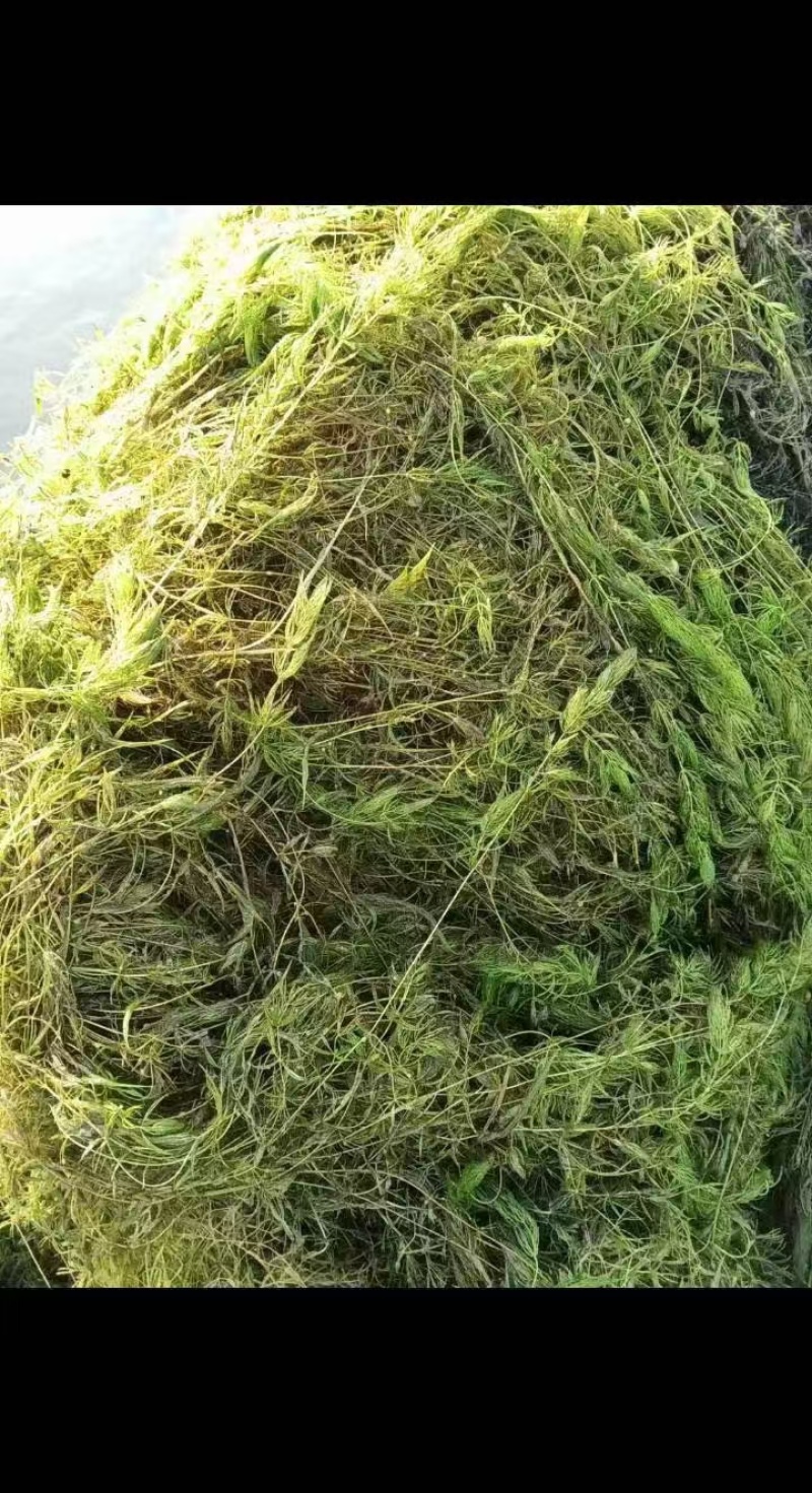 狐尾藻