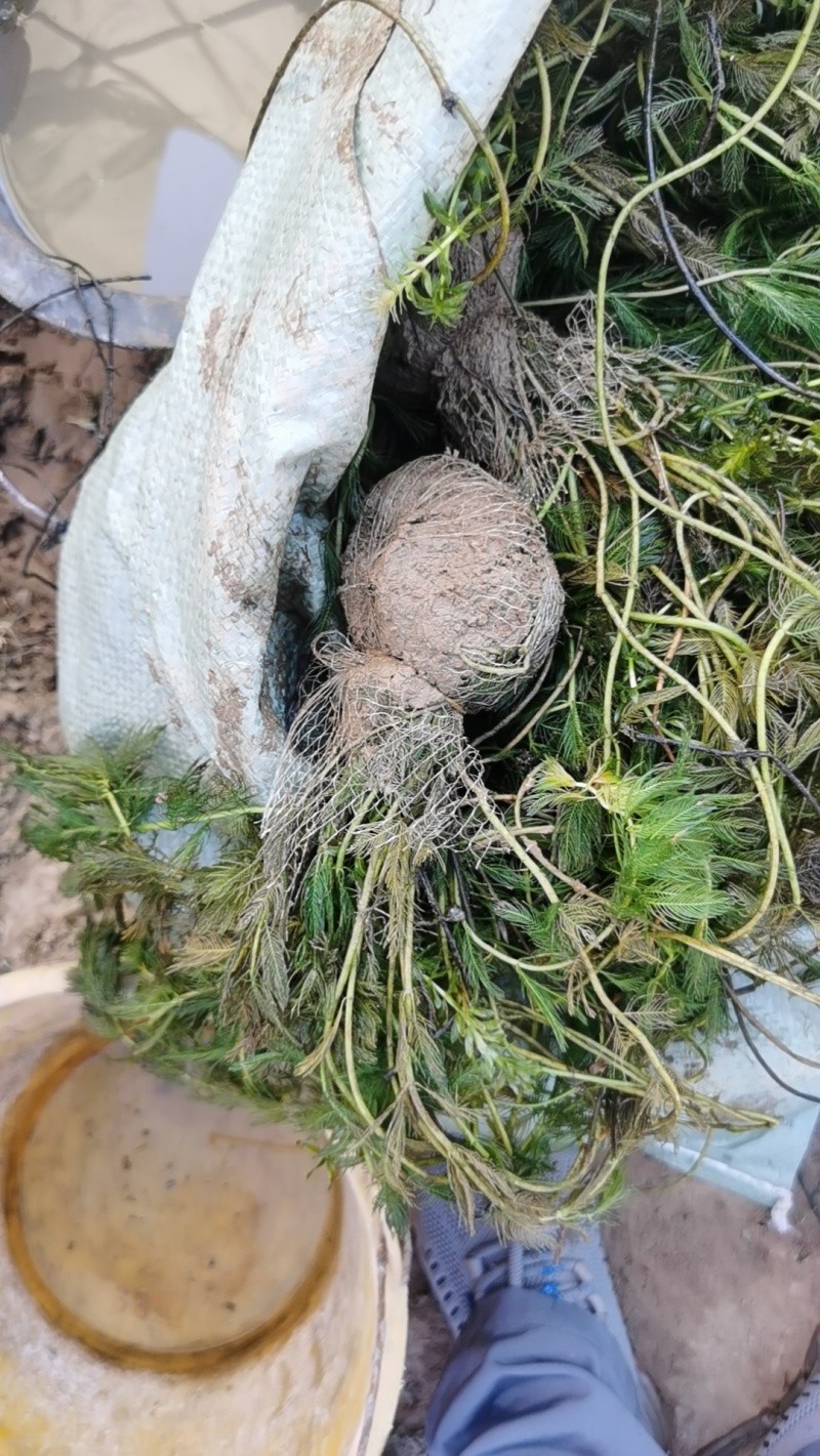 狐尾藻