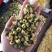 菊花茶胎菊胎菊米北京菊苏北菊香菊产地直发一手货