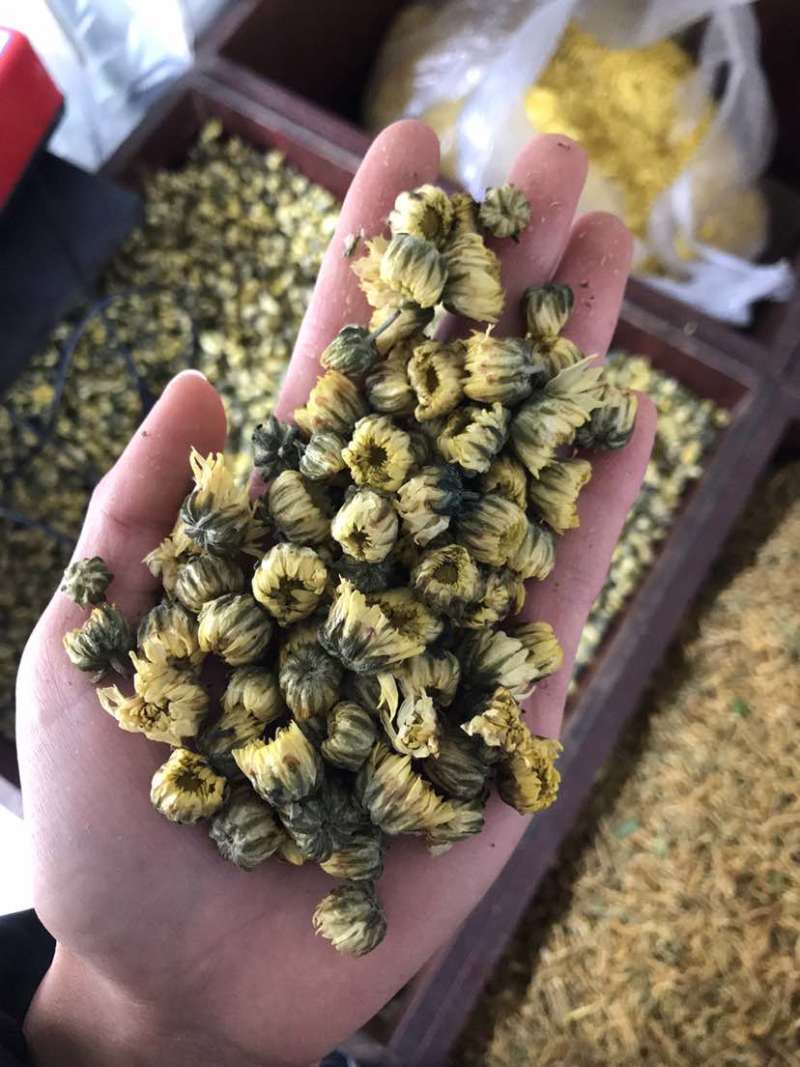 菊花茶胎菊胎菊米北京菊苏北菊香菊产地直发一手货