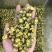 菊花茶胎菊胎菊米北京菊苏北菊香菊产地直发一手货