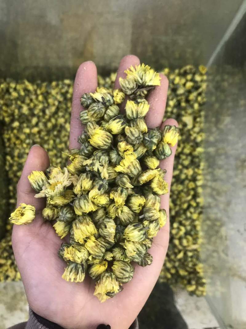菊花茶胎菊胎菊米北京菊苏北菊香菊产地直发一手货