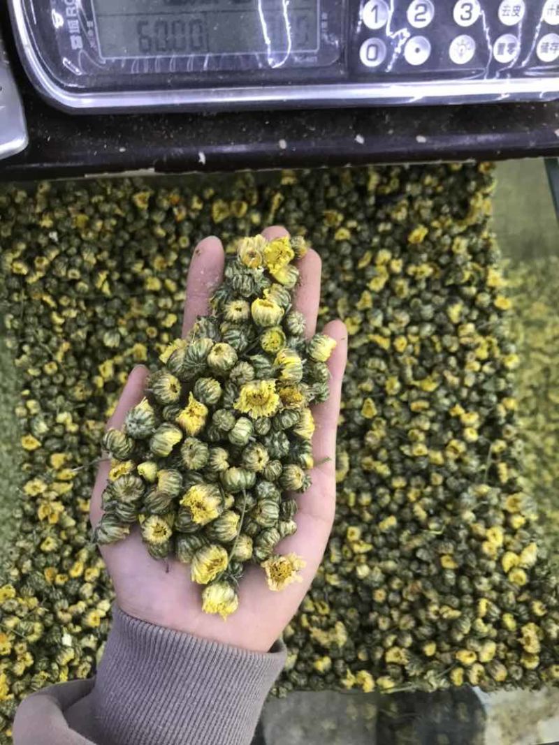 菊花茶胎菊胎菊米北京菊苏北菊香菊产地直发一手货