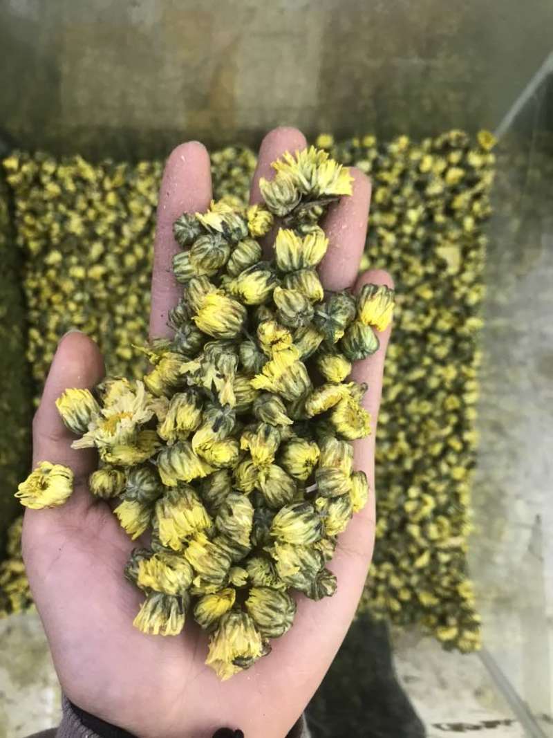 菊花茶胎菊胎菊米北京菊苏北菊香菊产地直发一手货