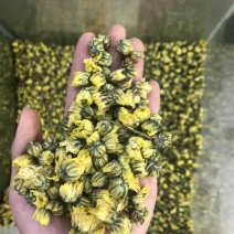 菊花茶胎菊胎菊米北京菊苏北菊香菊产地直发一手货