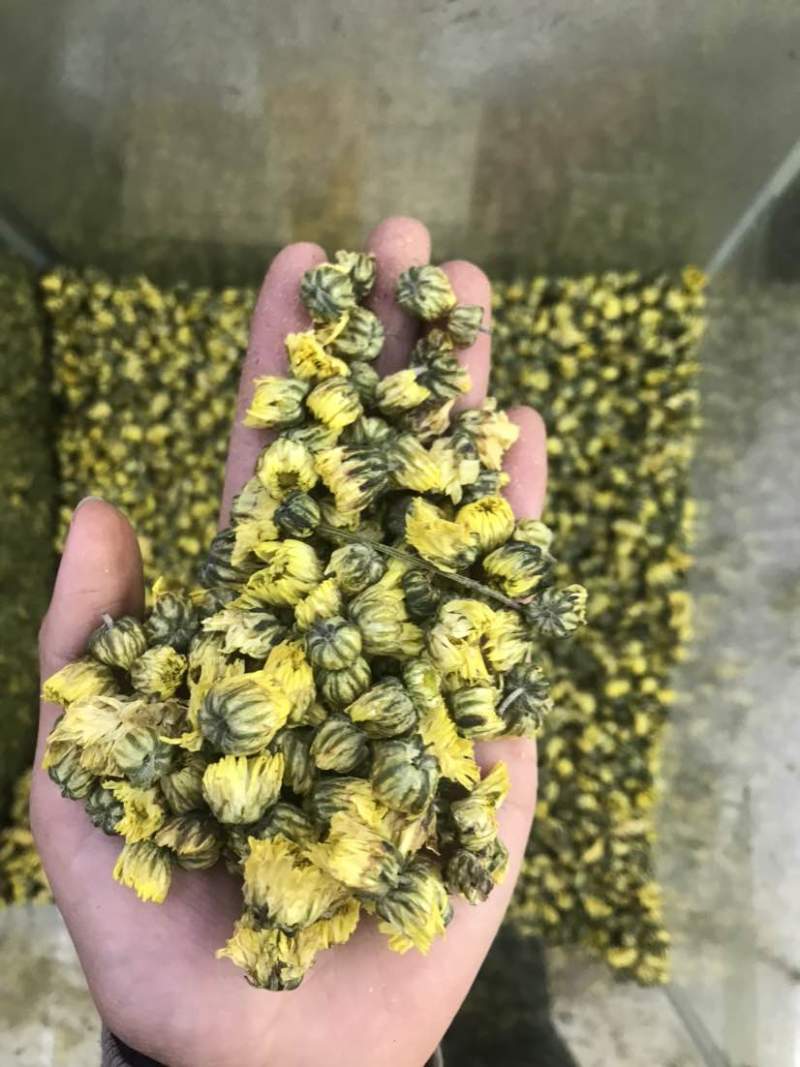 菊花茶胎菊胎菊米北京菊苏北菊香菊产地直发一手货
