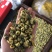 菊花茶胎菊胎菊米北京菊苏北菊香菊产地直发一手货