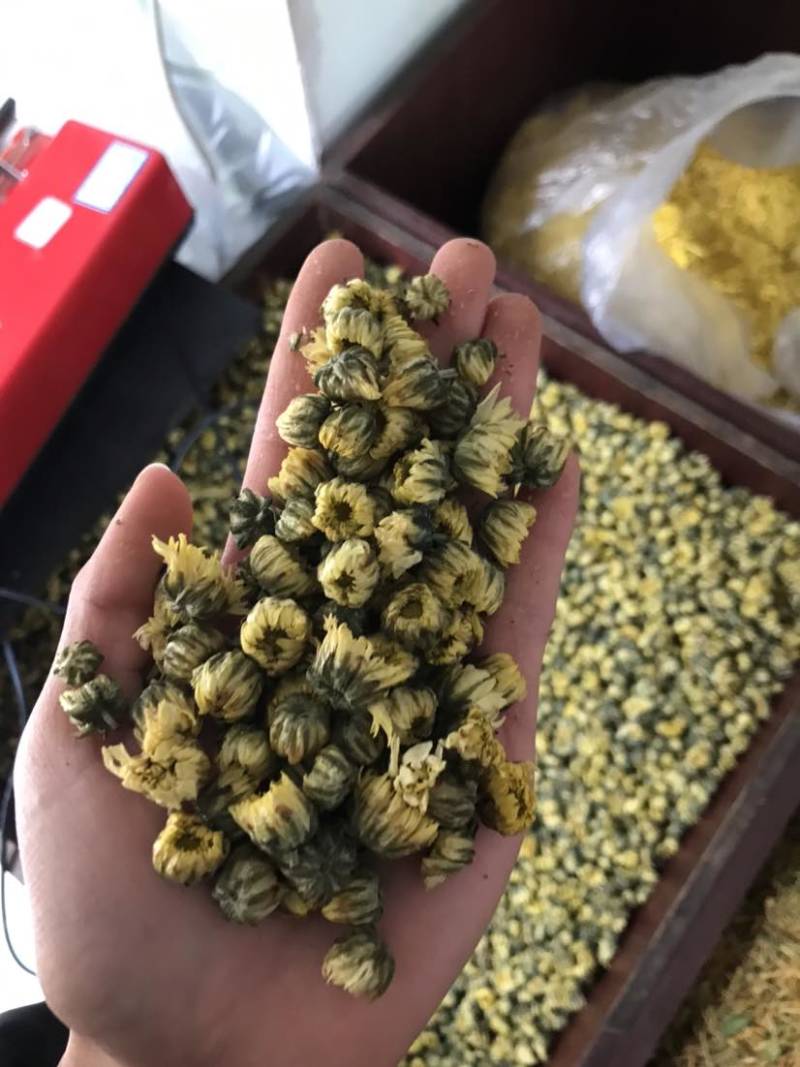 菊花茶胎菊胎菊米北京菊苏北菊香菊产地直发一手货