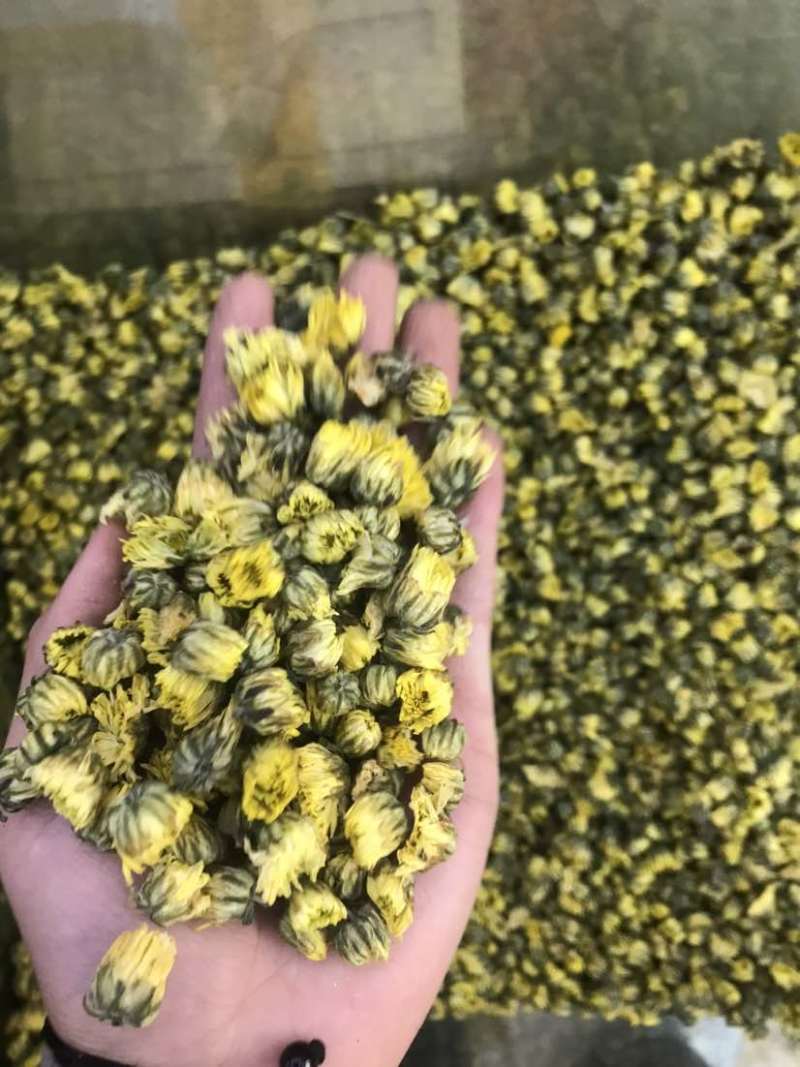 菊花茶胎菊胎菊米北京菊苏北菊香菊产地直发一手货
