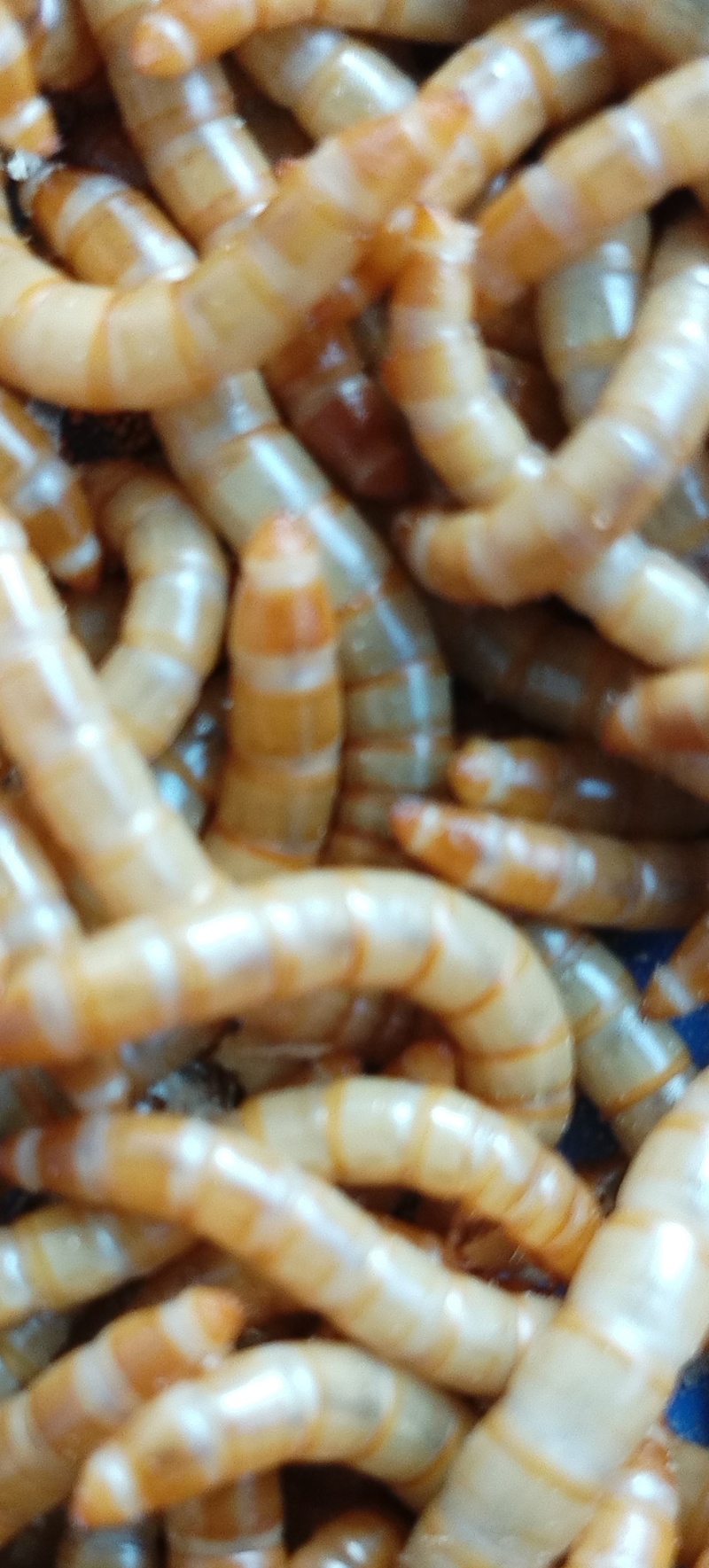 黄粉虫
