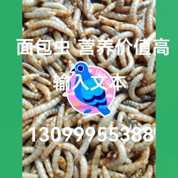 黄粉虫