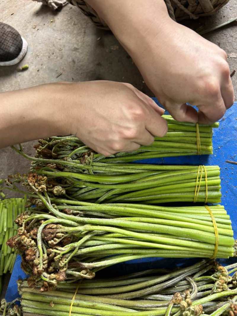 青色蕨菜，纸箱包装，品质保证