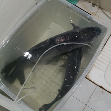 青鱼