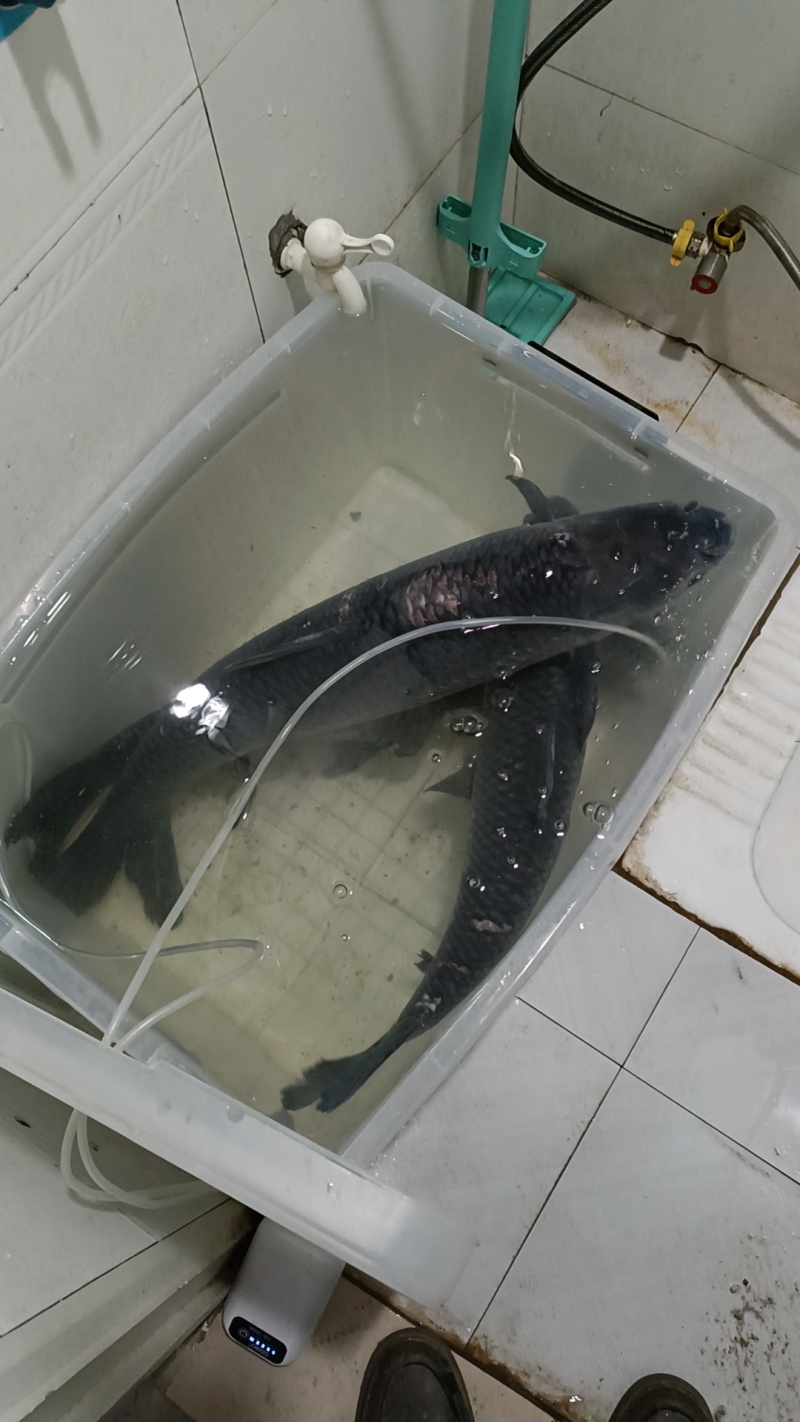 青鱼