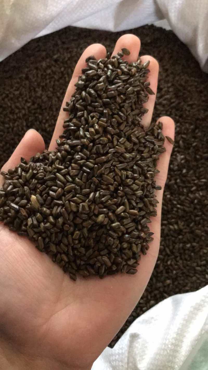 决明子草决明当季新货生晒无硫批发零售量大从优