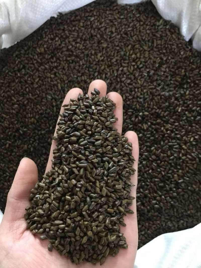 决明子草决明当季新货生晒无硫批发零售量大从优