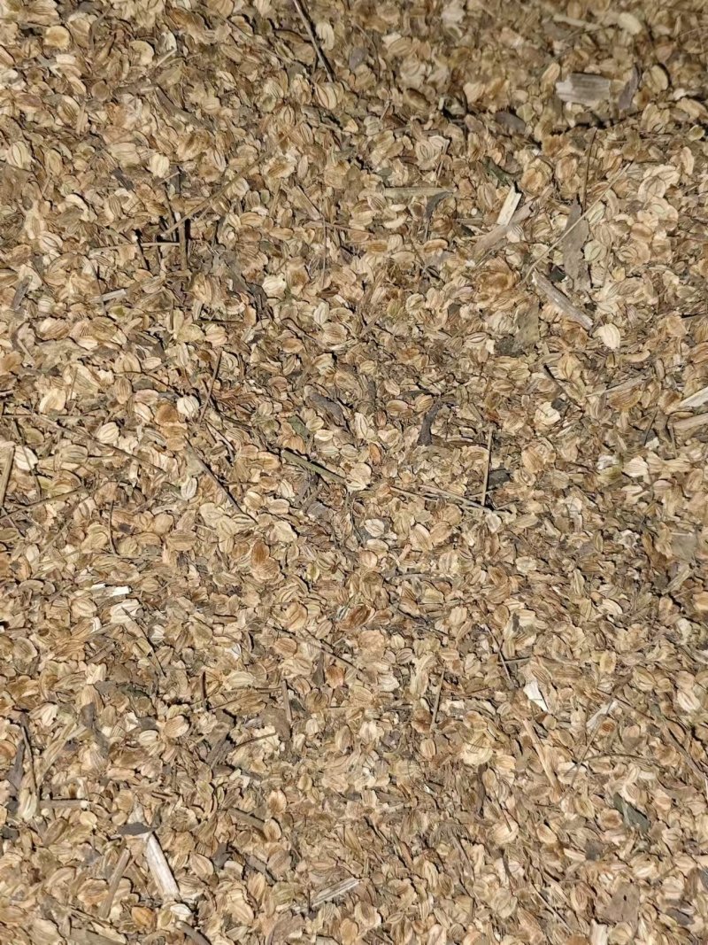 纯新二年白芷种子，保出苗率提供技术与指导包回收