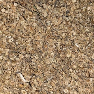 纯新二年白芷种子包回收提供技术与指导保出芽率