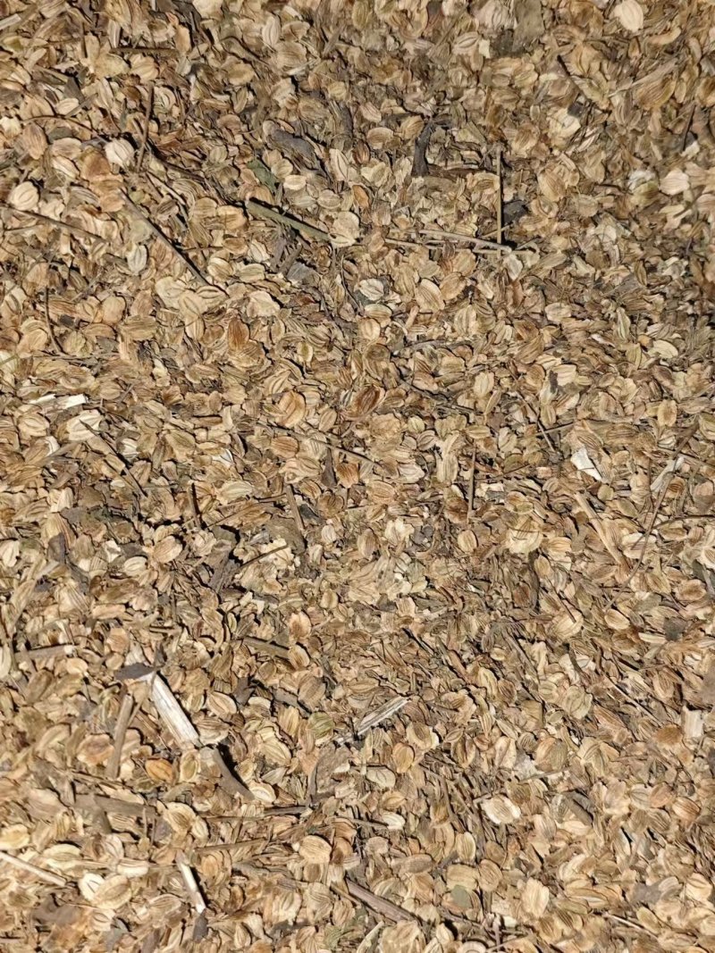 纯新二年白芷种子包回收提供技术与指导保出芽率