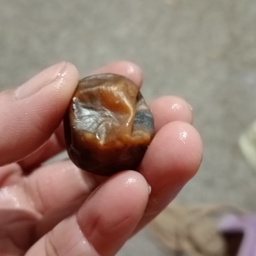 鸭宝出售