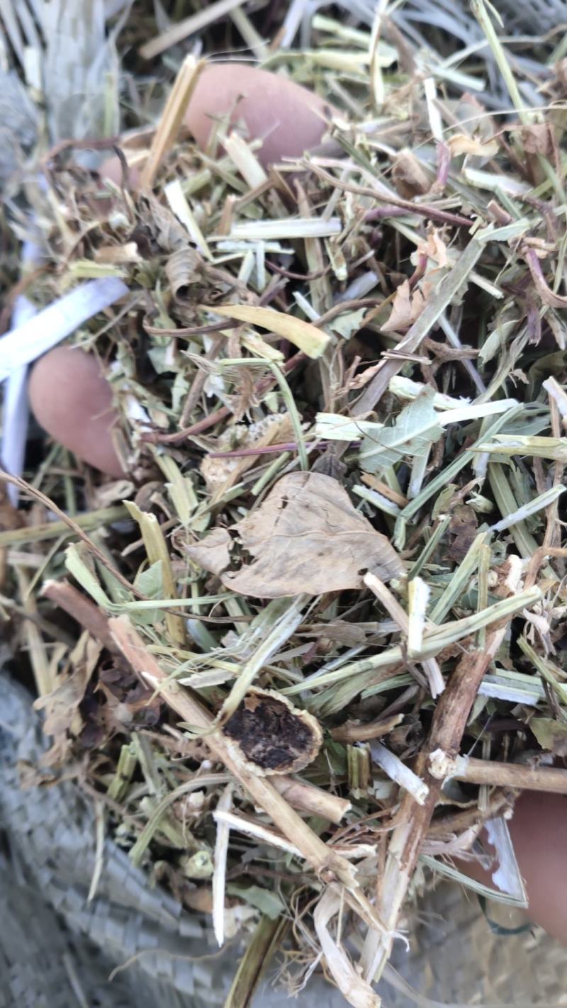 无土无膜无霉变风选黄绿花生秧羊草