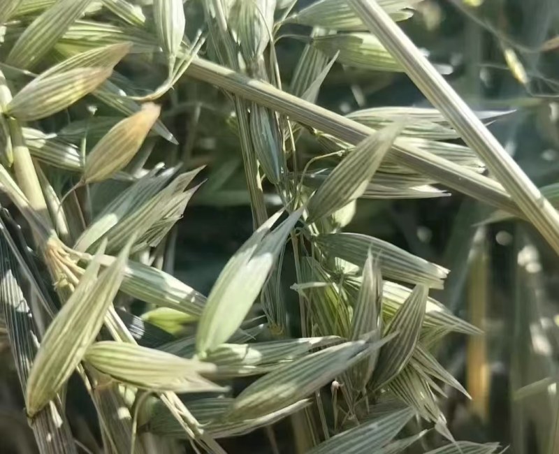 优质燕麦草，无霉变，大捆290公斤一捆，需要联系