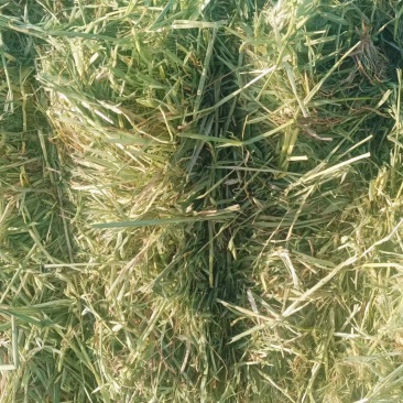 优质燕麦草，无霉变，大捆290公斤一捆，需要联系