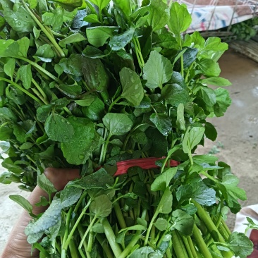 西洋菜