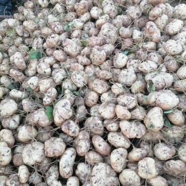 土瓜，凉薯