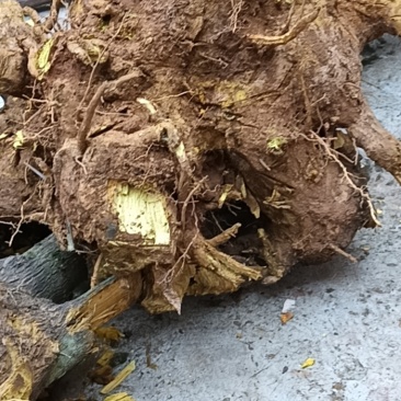 野生三棵针