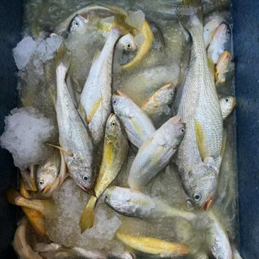 古雷野生海鲜