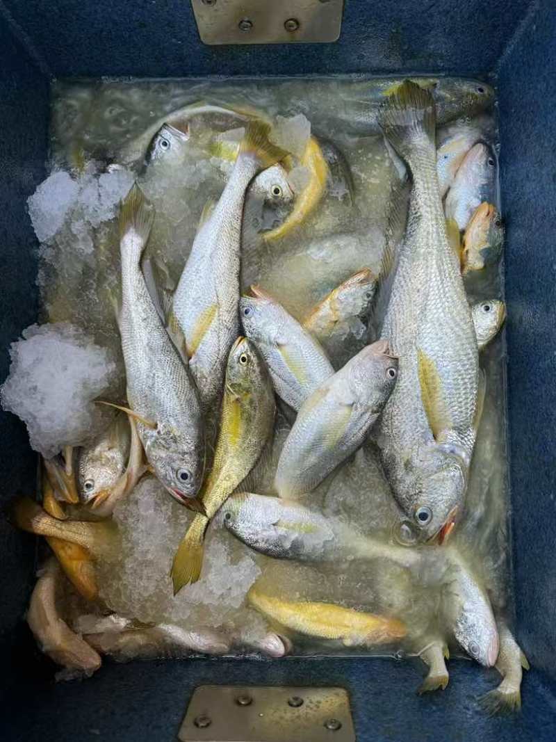 古雷野生海鲜