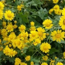 野菊花
