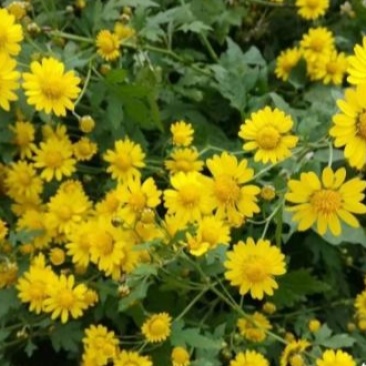 野菊花