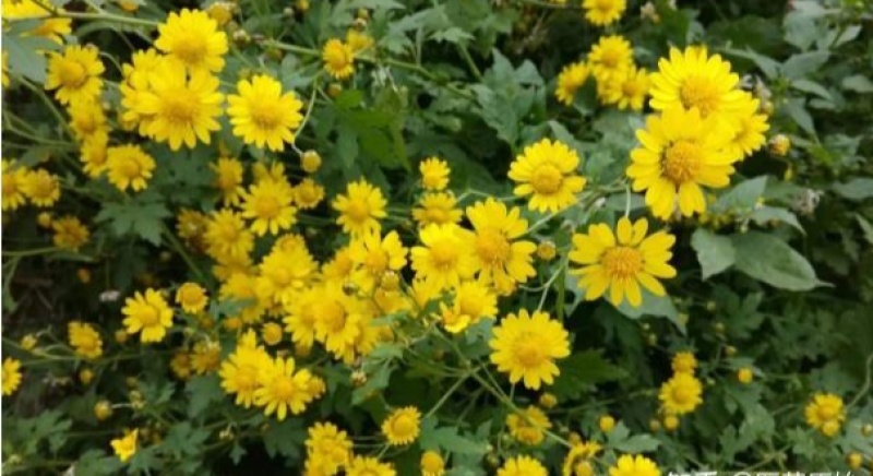 野菊花
