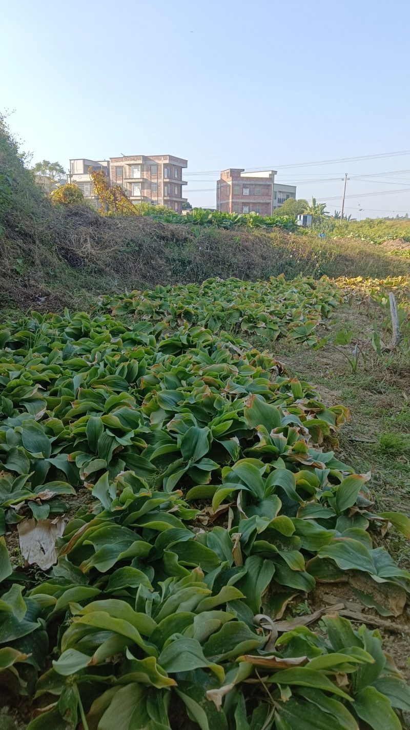 现挖沙姜，月底开售，
