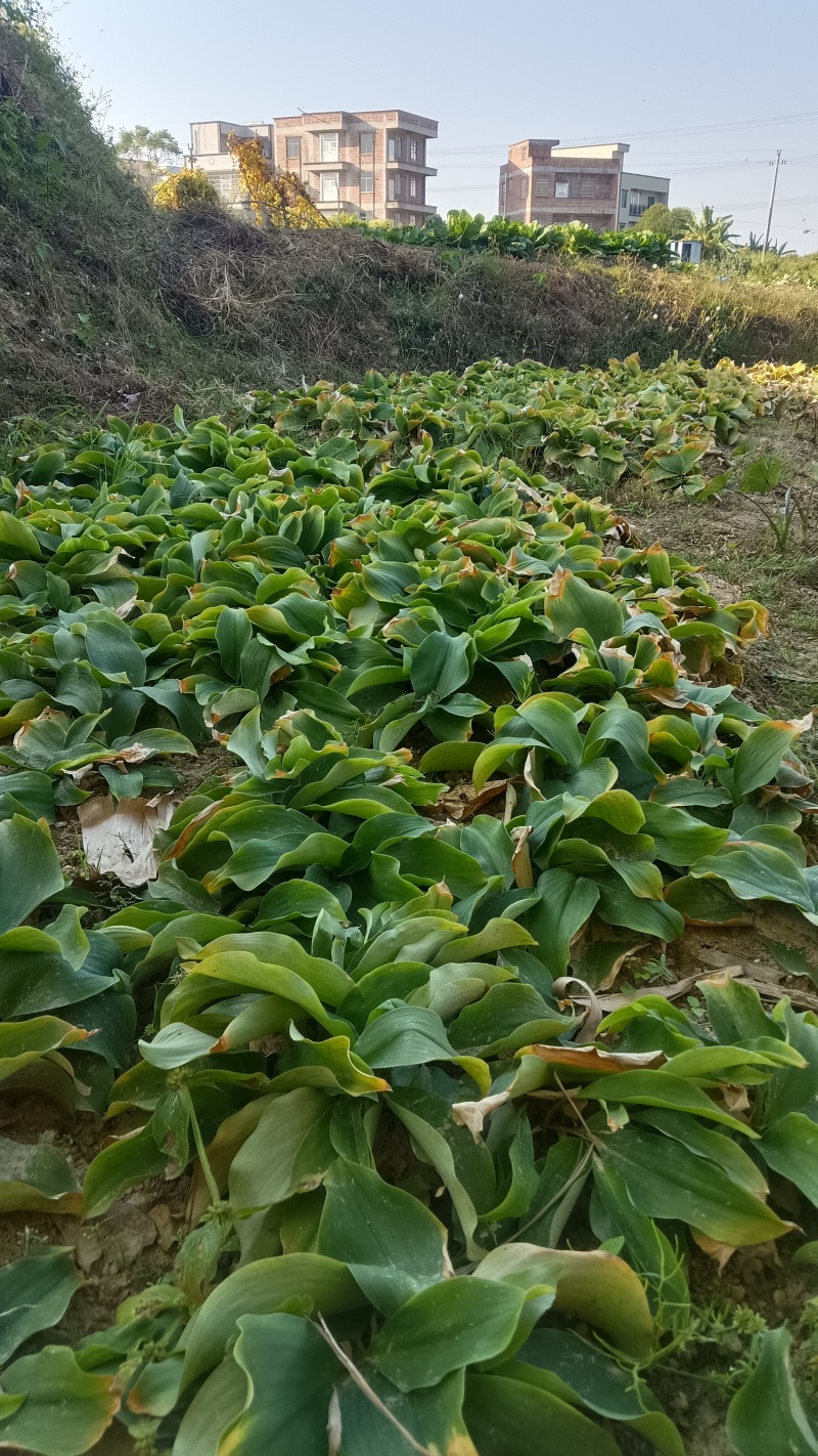 现挖沙姜，月底开售，