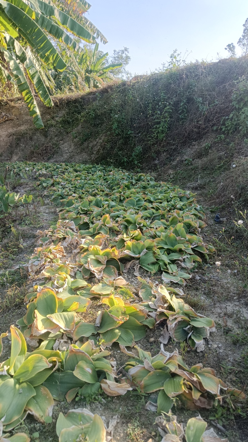 现挖沙姜，月底开售，