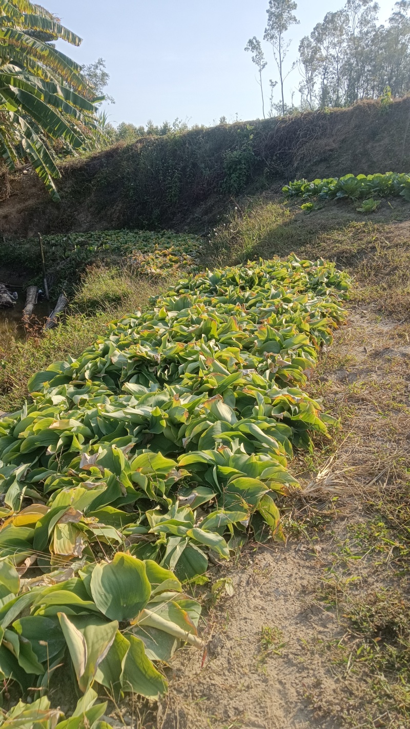 现挖沙姜，月底开售，