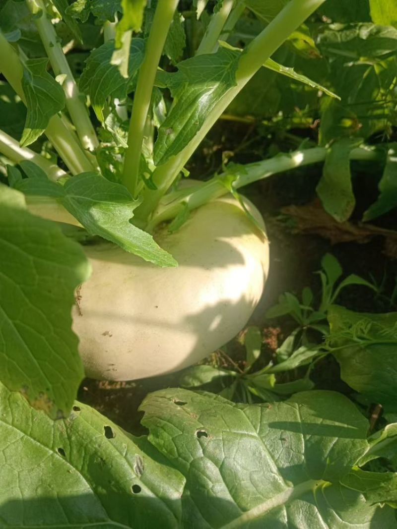 盘菜